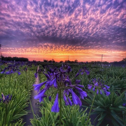 Indigo Princess Agapanthus